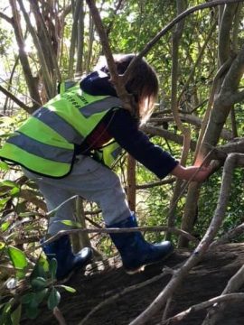 Climbing tree